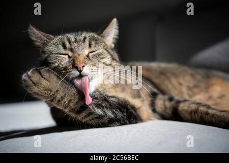 Tabby Katze liegt auf Couch Pflege Fell im Sonnenlicht Stockfoto