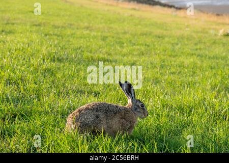 Deutschland, Niedersachsen, Ostfriesland, Juist, Europäischer Hase auf dem Deich. Stockfoto