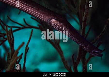 Ein atlantischer Trompetfisch, der das Riff am Buddy's Reef in Bonaire, Niederlande, anprobiert. Wissenschaftlicher Name ist Aulostomus maculatus. Stockfoto