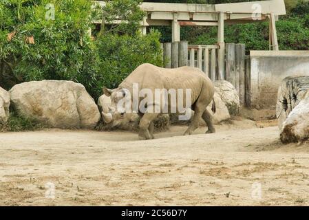 Nahaufnahme eines Nashorns, das in einem Zoo läuft Tageslicht Stockfoto