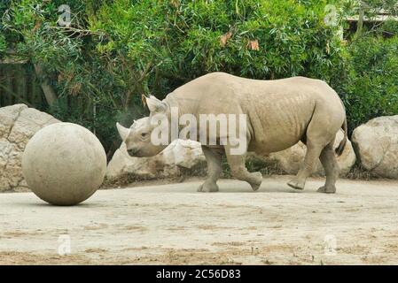 Nahaufnahme eines Nashorns, das in einem Zoo läuft Tageslicht Stockfoto