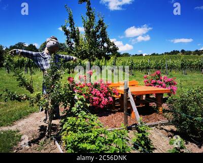 Fantastische Wanderung bei Sipplingen am Bodensee mit herrlichen Ausblicken und geheimnisvollen Schluchten Stockfoto