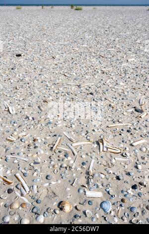 Deutschland, Niedersachsen, Ostfriesland, Juist, Muscheln am Strand. Stockfoto