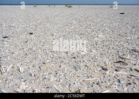 Deutschland, Niedersachsen, Ostfriesland, Juist, Muscheln am Strand. Stockfoto