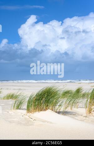 Deutschland, Niedersachsen, Ostfriesland, Juist, Strandgras (Ammophila) im Wind. Stockfoto