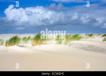 Deutschland, Niedersachsen, Ostfriesland, Juist, Strandgras (Ammophila) im Wind. Stockfoto