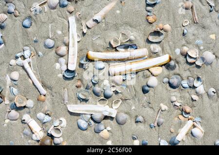 Deutschland, Niedersachsen, Ostfriesland, Juist, Muscheln am Strand. Stockfoto