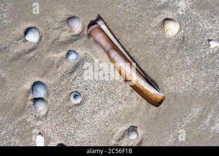 Deutschland, Niedersachsen, Ostfriesland, Juist, Muscheln am Strand. Stockfoto