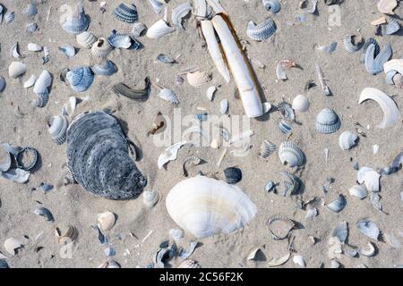 Deutschland, Niedersachsen, Ostfriesland, Juist, Muscheln am Strand. Stockfoto