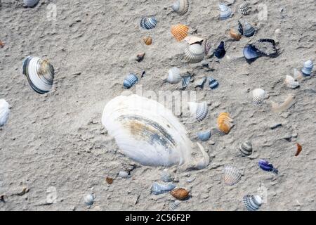 Deutschland, Niedersachsen, Ostfriesland, Juist, Muscheln am Strand. Stockfoto