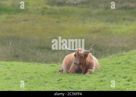 Der einsame braune orange männliche Hochlandbulle sitzt auf üppig grünem Gras. Mund teilweise offen und Hörner klar vor glattem Hintergrund. Stockfoto