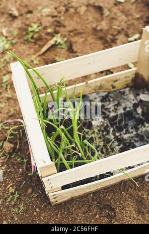 Weicher Fokus der Zwiebelkeimlinge in einer Kiste bereit zu Auf dem Feld transplantiert werden Stockfoto