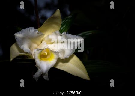 Weiße Sobralia Orchidee mit Darlk Bacckground Foto in Panama aufgenommen Stockfoto