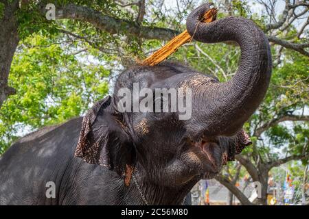 Happy Elephant kratzt sich mit einem Holzstück im Sessel den Kopf Stockfoto