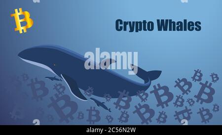 Konzept Bildschirm mit Krypto-Wal schwimmt im Meer von Bitcoins. Goldenes Bitcoin-Symbol. Vorlage für Website- oder Nachrichtendarstellung. Blauer Hintergrund. Stock Vektor