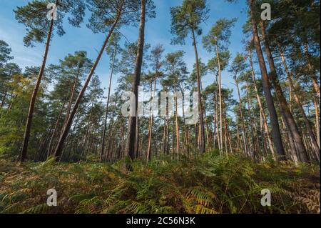 Kiefernwald, Naturschutzgebiet Moenchbruch, bei Moerfelden und Rüsselsheim, Hessen, Deutschland Stockfoto