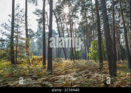 Kiefernwald mit Sonne, Naturschutzgebiet, Moenchbruch, bei Moerfelden und Rüsselsheim, Hessen, Deutschland Stockfoto