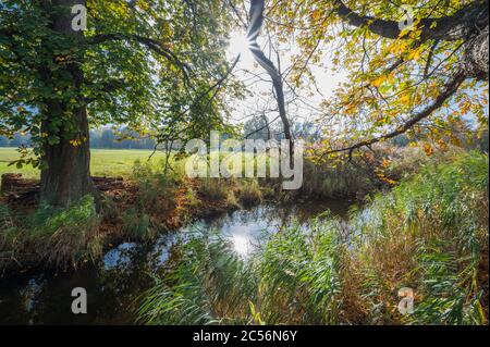 Kastanienbaum am Bach mit Sonne im Herbst, Naturschutzgebiet, Moenchbruch, bei Moerfelden und Rüsselsheim, Hessen, Deutschland Stockfoto