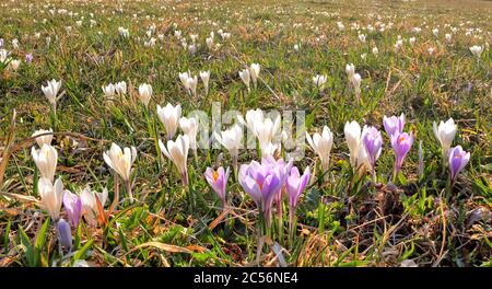 Frühlingswiese mit wilden Krokussen im Weiler Gerold, Kreis Krün bei Mittenwald, Werdenfelser Land, Oberbayern, Bayern, Deutschland Stockfoto