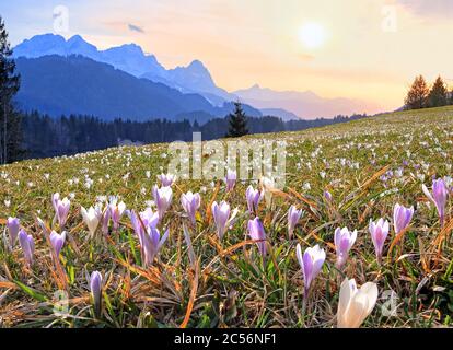 Frühlingswiese mit wilden Krokussen gegen die Zugspitz-Gruppe (2962m) in der Abendsonne, Weiler Gerold, Kreis Krün bei Mittenwald, Wetterstein Mo Stockfoto