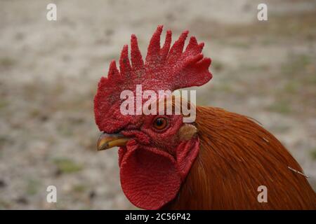 Selektive Fokusaufnahme eines roten Hahnkopfes Stockfoto