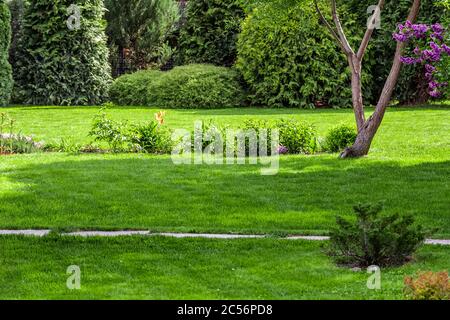 Frisch Gras im Hinterhof eines privaten Hauses. Stockfoto