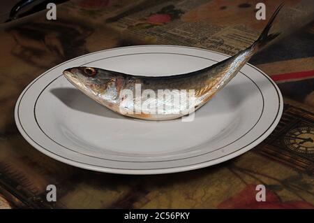 Einzelne rohe Mackerel in der Platte auf dem Tisch Stockfoto