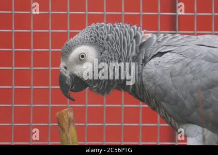 Großer grauer Papagei in einem Drahtkäfig und der rote Wand im Hintergrund Stockfoto