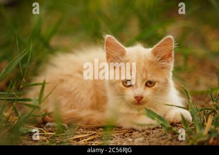 Niedliche flauschige Kätzchen ruht im Garten unter grünem Gras. Stockfoto