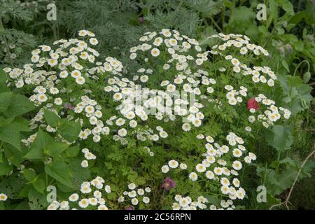 Sommer blühende traditionelle Heilkraut von Feverfew oder Bachelor's Button (Tanacetum parthenium) wächst in einem Land Cottage Herb Garten in Rural Stockfoto