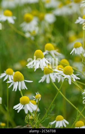 Vertikale selektive Fokusaufnahme des Kamillenfeldes Stockfoto