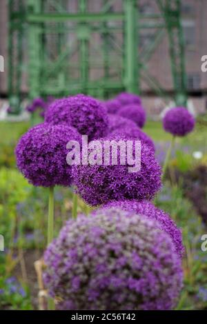 Vertikale selektive Fokusaufnahme von violetten Gladiator-Allium-Blüten Stockfoto