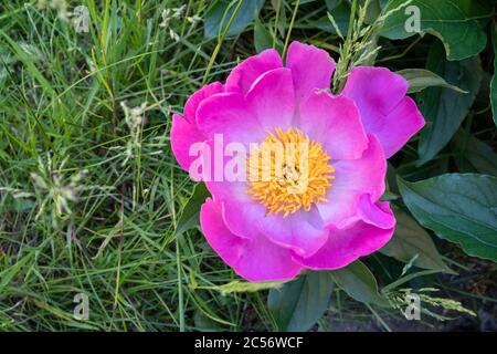 Eröffnete rosa Blüte einer gemeinsamen Pfingstrose in einem Garten in Bayern Deutschland Stockfoto