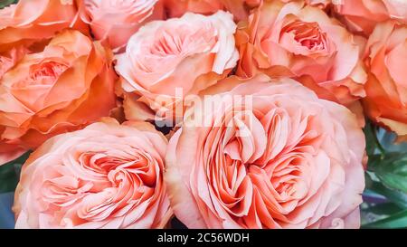 Doppelköpfiger rosa Hibiscus Blume Hintergrund. Schöne China Rose Blume Hintergrund. Blühende rosa Blume.Rosa Teerose. Schöne Rose blüht in Stockfoto