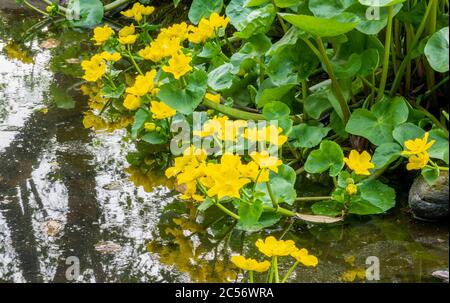 Gelbe Blüten von Marsh Marigold, Caltha palustris (Kingcup) am Rand des Teiches, reflektiert in bewegten Wasser. Stockfoto