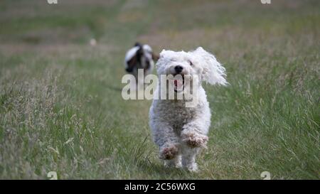 Horizontale Ansicht eines niedlichen kleinen maltesischen Hundes, der in Richtung läuft Eine Kamera mit einem englischen Setter Stockfoto