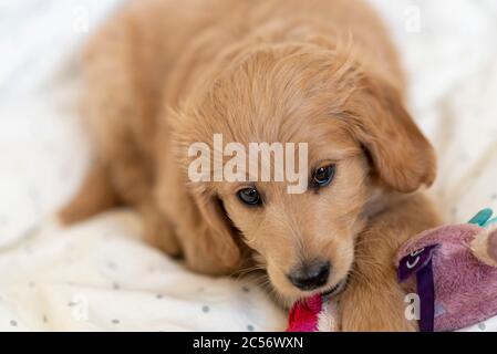 Ein 8 Wochen alter Mini Golddoodle (eine Mischung aus einem goldenen Retriever und einem Miniaturpudel) spielt mit einem weichen Spielzeug. Stockfoto