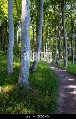 Weg in einem Buchenwald im Nationalpark Jasmund an der Kreidefelse auf der Insel Rügen in Norddeutschland Stockfoto