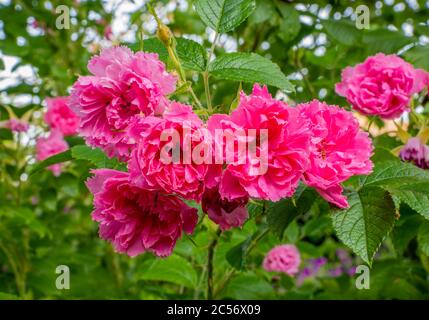 Nahaufnahme Gruppe von Blumen von leuchtend rosa Rose 'Pink Grootendorst'. Grüne Blätter und Blumen verschwommen im Hintergrund. Stockfoto