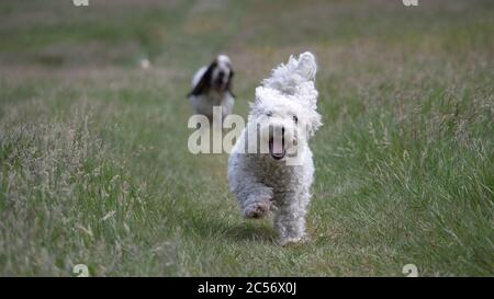 Horizontale Ansicht eines niedlichen kleinen maltesischen Hundes, der in Richtung läuft Eine Kamera mit einem englischen Setter Stockfoto