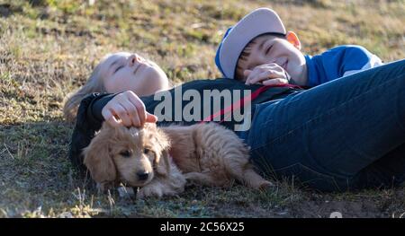 Zwei Kinder liegen mit ihrem Mini Golddoodle, einer Mischung aus Golden Retriever und Spielzeugpudel, glücklich auf einer Wiese. Stockfoto