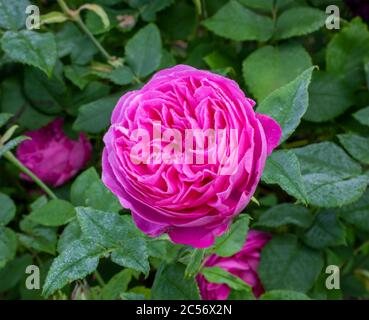 Nahaufnahme einer einzelnen rosa Blüte von Rosa 'Louise Odier', historischer Bourbon-Strauchrose. Am frühen Morgen Tau bedeckt Blütenblätter und Blätter im Hintergrund. Stockfoto