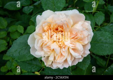 Nahaufnahme von weichen pfirsichfarbenen Einzelblüte von Rosa 'Tea Clipper' (Ausrover) Strauch Rose mit frühen Morgen Tau bedeckt Blätter im Hintergrund Stockfoto