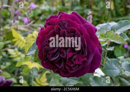 Nahaufnahme der einzelnen Blüte der Rose 'Munstead Wood' (Ausbernard) bedeckt mit Morgentau in Cottage Garten Grenze. Stockfoto