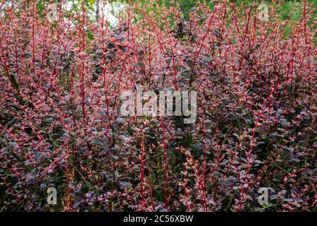 Nahaufnahme BERBERIS thunbergii f. atropurpurea 'Rose Glow' Busch. Neue rote Triebe mit tiefvioletten Blättern. Stockfoto