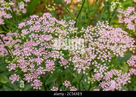 Nahaufnahme von rosa Pimpinella Major 'Rosea' Blumen mit verschwommenem grünem Hintergrund. Stockfoto