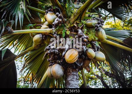 Nahaufnahme von Lodoicea bekannt als Coco de mer oder Doppel-Kokosnuss. Es ist endemisch auf den Inseln Praslin und Curieuse auf den Seychellen. Stockfoto