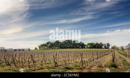 Weinberg in Azille im Winter Stockfoto