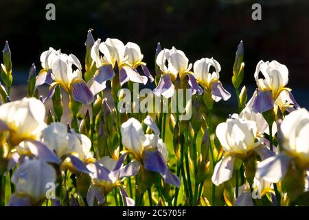 Viele Iris im Garten. Stockfoto