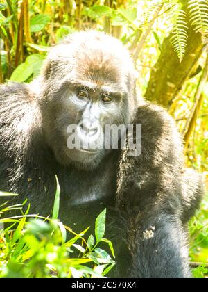 Porträt eines erwachsenen männlichen östlichen Gorilla, Gorilla beringei, aka Silverback, in natürlichem Lebensraum. Vom Aussterben bedrohte Primaten. Grüne Dschungelwälder des Bwindi Impenetrable National Park, Uganda, Afrika. Stockfoto